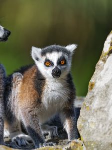 Preview wallpaper lemur, animal, blur, wildlife