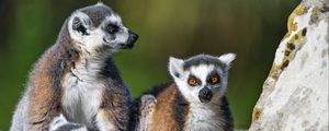 Preview wallpaper lemur, animal, blur, wildlife