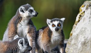 Preview wallpaper lemur, animal, blur, wildlife