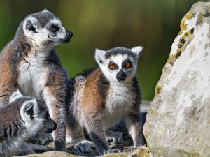 Preview wallpaper lemur, animal, blur, wildlife