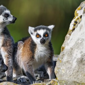 Preview wallpaper lemur, animal, blur, wildlife