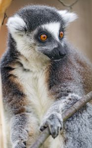 Preview wallpaper lemur, animal, branch, wild