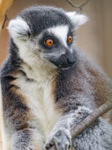 Preview wallpaper lemur, animal, branch, wild