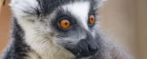 Preview wallpaper lemur, animal, branch, wild