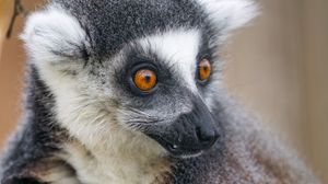Preview wallpaper lemur, animal, branch, wild