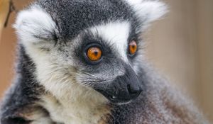 Preview wallpaper lemur, animal, branch, wild