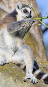 Preview wallpaper lemur, animal, branches, wildlife