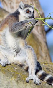 Preview wallpaper lemur, animal, branches, wildlife