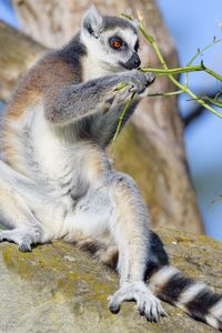 Preview wallpaper lemur, animal, branches, wildlife