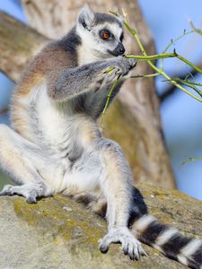 Preview wallpaper lemur, animal, branches, wildlife