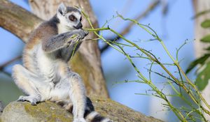 Preview wallpaper lemur, animal, branches, wildlife