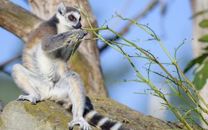Preview wallpaper lemur, animal, branches, wildlife