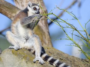 Preview wallpaper lemur, animal, branches, wildlife