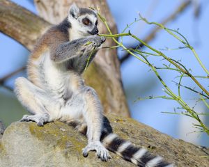 Preview wallpaper lemur, animal, branches, wildlife