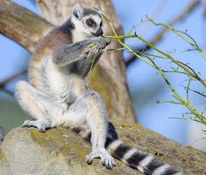 Preview wallpaper lemur, animal, branches, wildlife