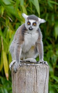 Preview wallpaper lemur, animal, cute