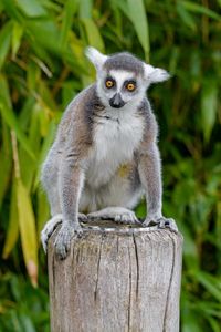 Preview wallpaper lemur, animal, cute