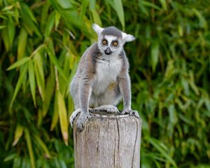 Preview wallpaper lemur, animal, cute