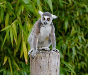 Preview wallpaper lemur, animal, cute