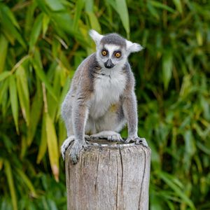 Preview wallpaper lemur, animal, cute