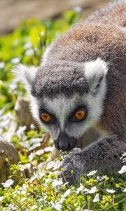 Preview wallpaper lemur, animal, flowers, grass