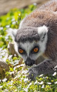 Preview wallpaper lemur, animal, flowers, grass