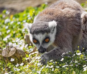 Preview wallpaper lemur, animal, flowers, grass