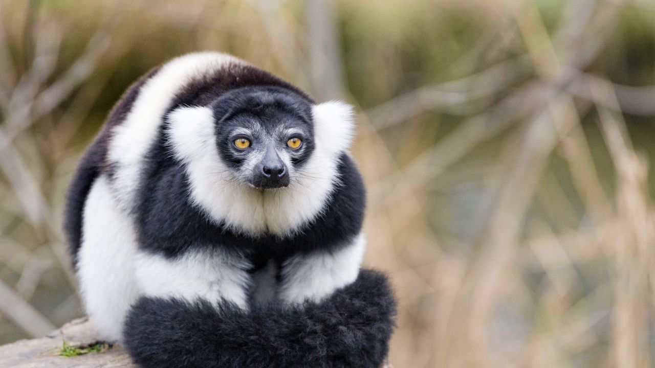 Wallpaper lemur, animal, fluffy, striped