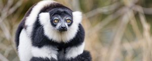 Preview wallpaper lemur, animal, fluffy, striped