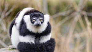 Preview wallpaper lemur, animal, fluffy, striped