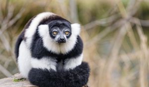 Preview wallpaper lemur, animal, fluffy, striped