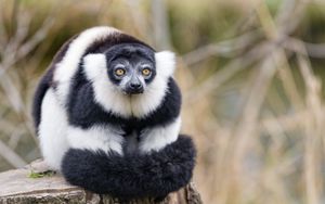 Preview wallpaper lemur, animal, fluffy, striped