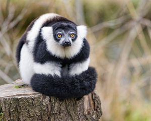 Preview wallpaper lemur, animal, fluffy, striped