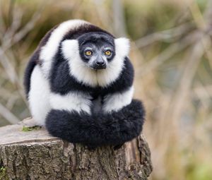 Preview wallpaper lemur, animal, fluffy, striped