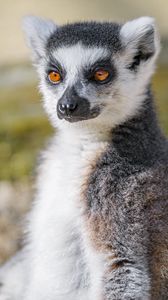 Preview wallpaper lemur, animal, fluffy, glance