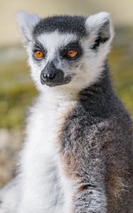 Preview wallpaper lemur, animal, fluffy, glance