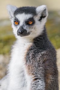 Preview wallpaper lemur, animal, fluffy, glance