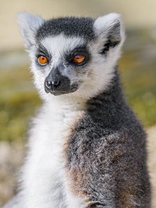 Preview wallpaper lemur, animal, fluffy, glance