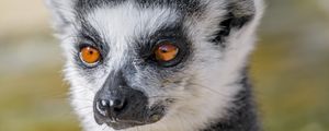 Preview wallpaper lemur, animal, fluffy, glance