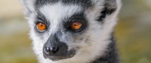 Preview wallpaper lemur, animal, fluffy, glance