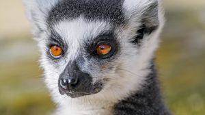 Preview wallpaper lemur, animal, fluffy, glance