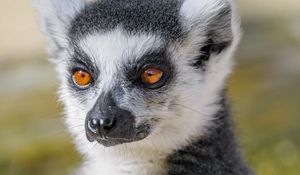 Preview wallpaper lemur, animal, fluffy, glance