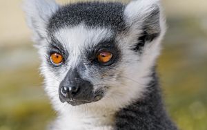 Preview wallpaper lemur, animal, fluffy, glance