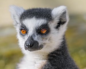 Preview wallpaper lemur, animal, fluffy, glance