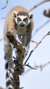 Preview wallpaper lemur, animal, funny, tree