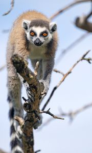 Preview wallpaper lemur, animal, funny, tree