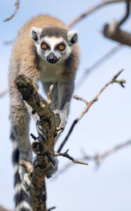 Preview wallpaper lemur, animal, funny, tree