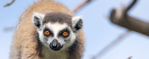 Preview wallpaper lemur, animal, funny, tree