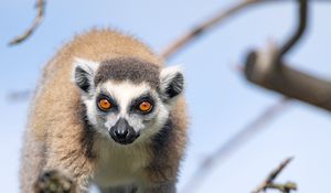 Preview wallpaper lemur, animal, funny, tree