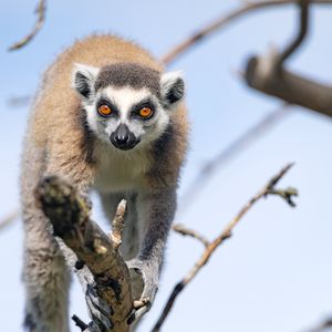 Preview wallpaper lemur, animal, funny, tree